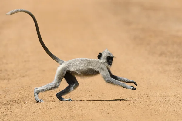 Affe in der lebendigen Natur — Stockfoto