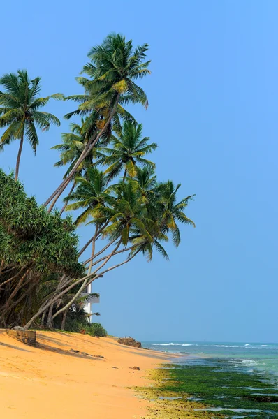 Tropischer Strand — Stockfoto