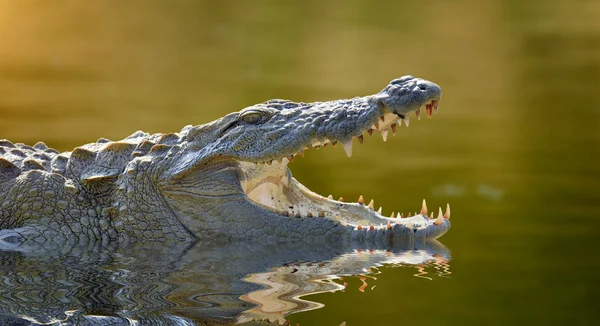 Krokodil — Stockfoto