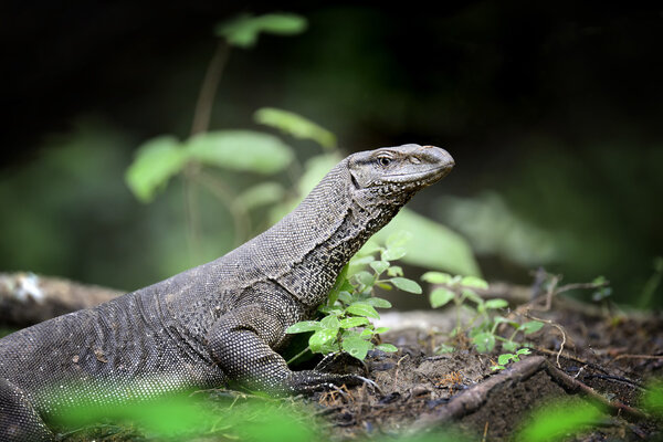 Monitor Lizard