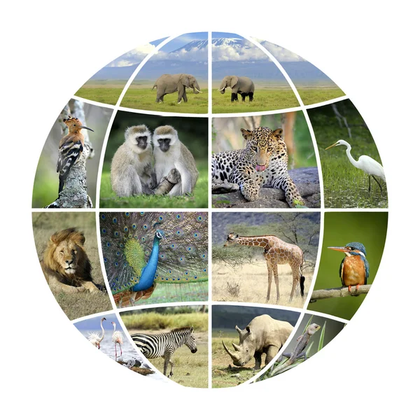 Globe design med fotograferar djur — Stockfoto