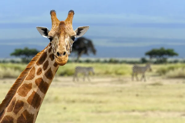 Giraffe — Stockfoto