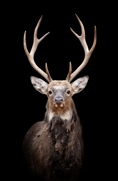 暗い背景に鹿 — ストック写真