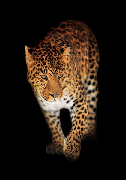 Leopardo — Foto de Stock