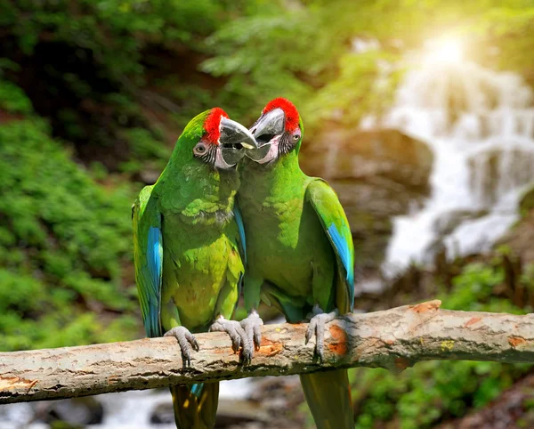 Parrot against tropical waterfall background — Stock Photo, Image