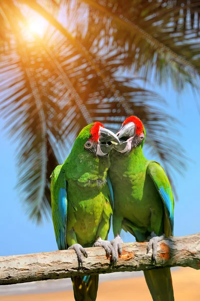 Попугай (суровый ара) на ветке на тропическом фоне — стоковое фото