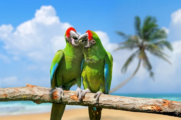 Папуга (серйозні ара) на відділенні на фоні тропічних — стокове фото