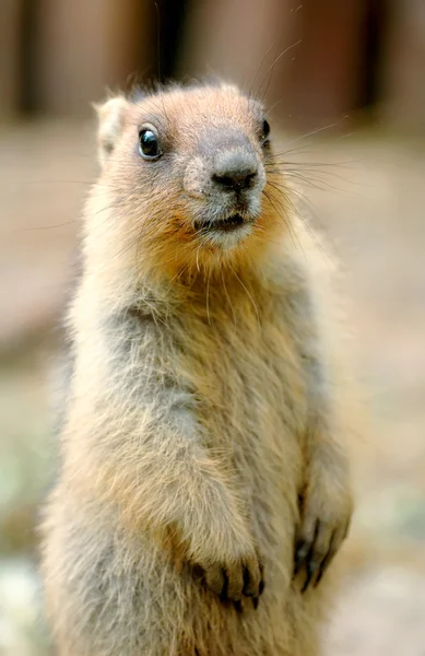 Marmota — Foto de Stock