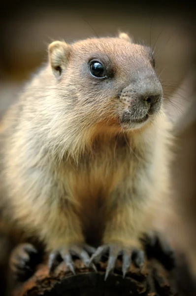 Marmota — Foto de Stock