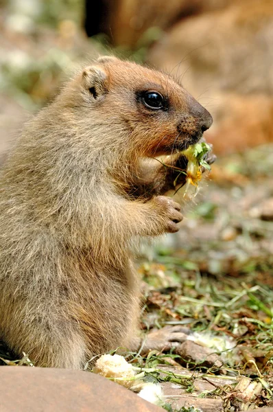 Marmota — Foto de Stock