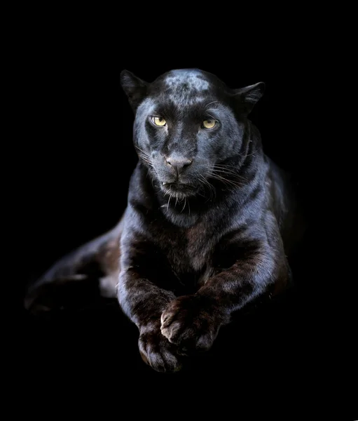 Black leopard — Stock Photo, Image