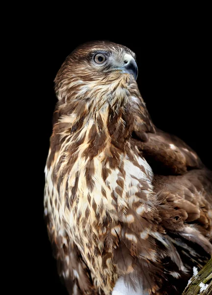 Hawk on dark background — Stock Photo, Image