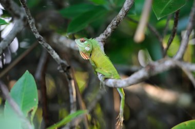 Ağaç dalı, bukalemun