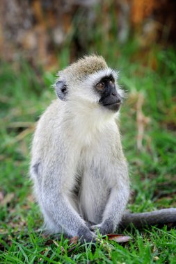 vervet maymunu