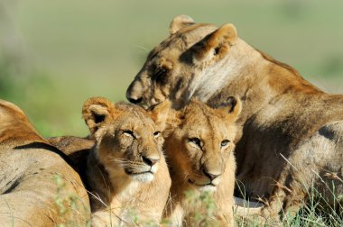 masai mara, kenya çim aslan