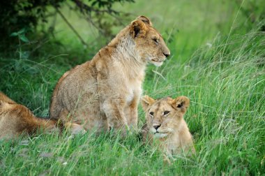 masai mara, kenya çim aslan