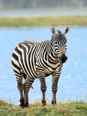 Zebra