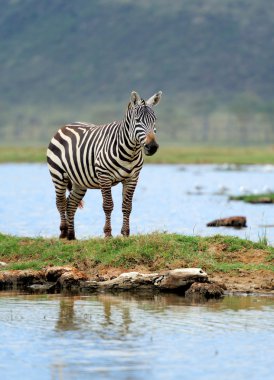 Zebra