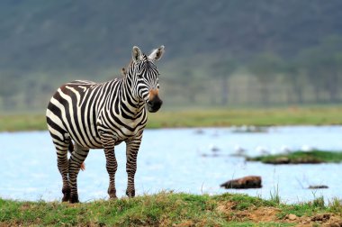 Zebra