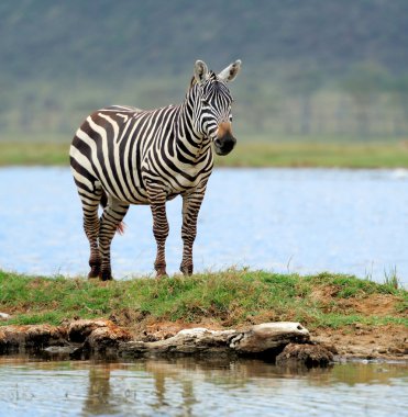 Zebra