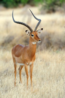 Impala in savanna clipart