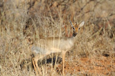 dikdik