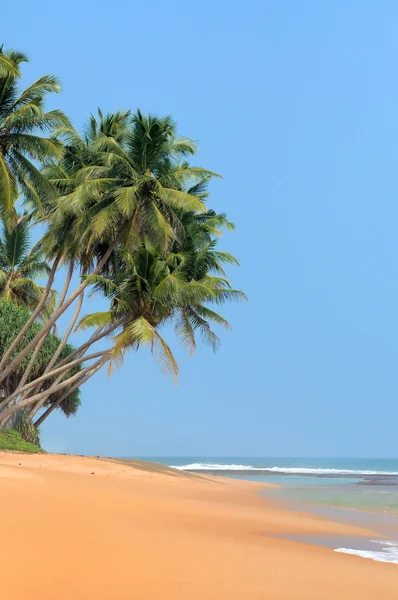 Tropischer Strand — Stockfoto