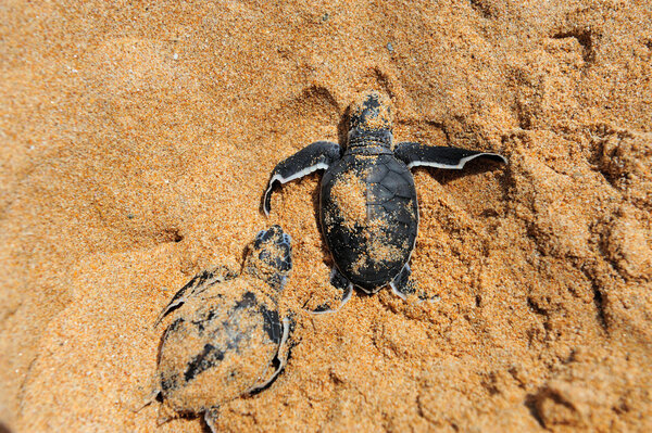 Baby turtles