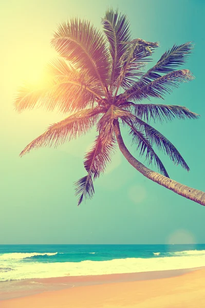 Tropical beach — Stock Photo, Image