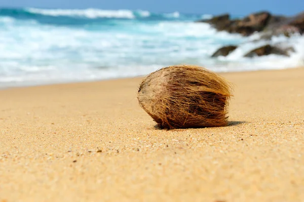 Kokos på tropisk strand — Stockfoto