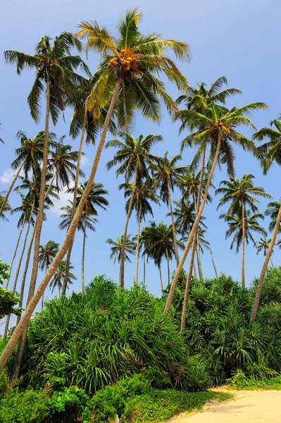 Praia tropical — Fotografia de Stock