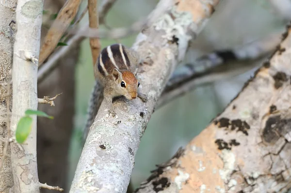 Wild chipmunk — Stockfoto