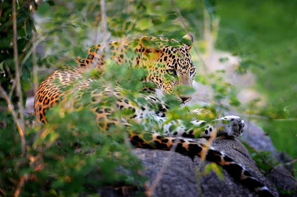 Leopardo —  Fotos de Stock