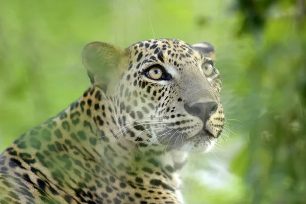 Leopard — Stockfoto