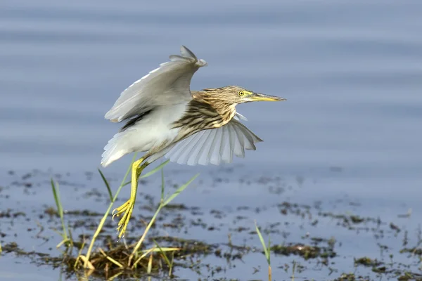 Gray heron — Stock Photo, Image