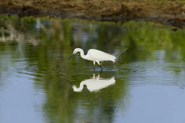 Witte zilverreiger — Stockfoto