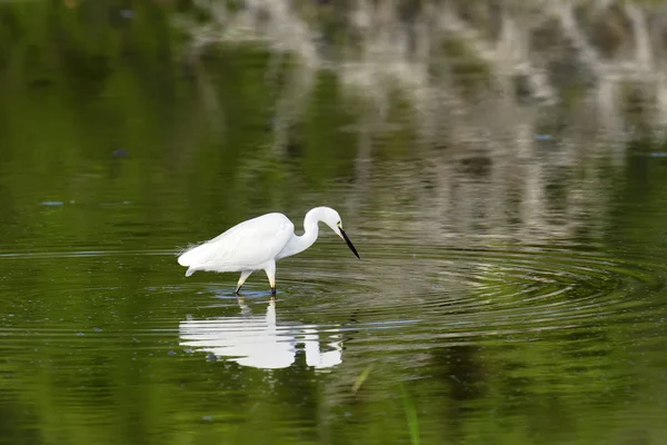 Witte zilverreiger — Stockfoto