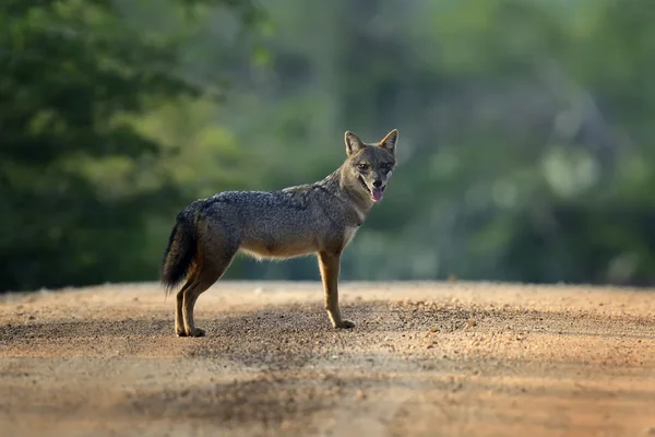 Black-backed jackal — Stock Photo, Image