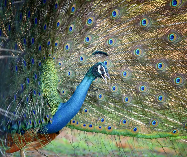 Pavão — Fotografia de Stock