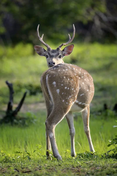 Wildfleckenhirsche — Stockfoto