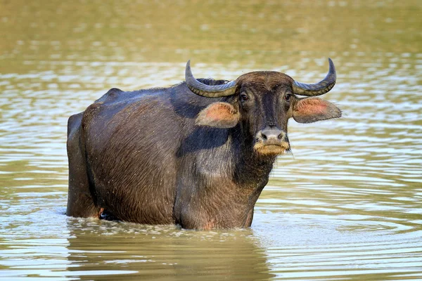 水牛在湖里洗澡 — 图库照片