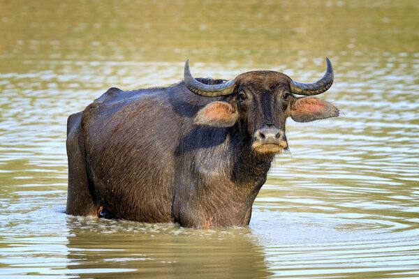 Water buffalo are bathing in a lake