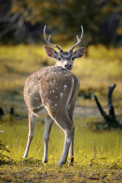 Wildfleckenhirsche — Stockfoto