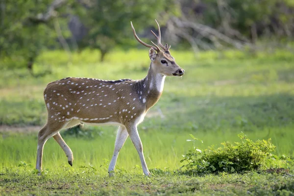 Wild gevlekte herten — Stockfoto