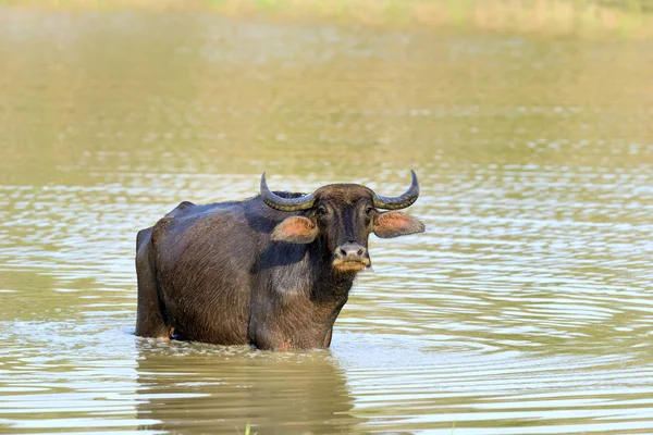 水牛在湖里洗澡 — 图库照片