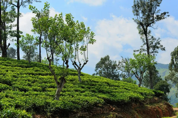 Plantio de chá terras altas — Fotografia de Stock