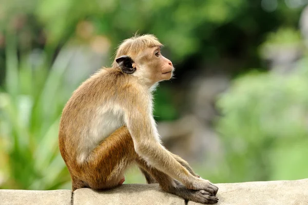 Macaco na natureza viva — Fotografia de Stock