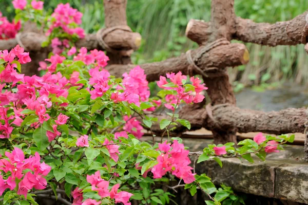 Flores cor de rosa em Sri Lanka — Fotografia de Stock