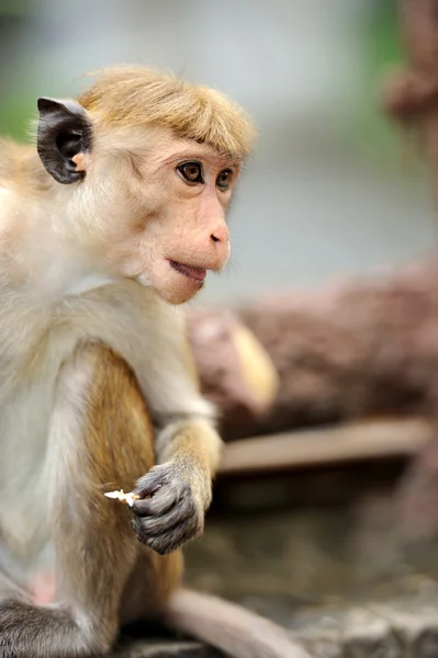 Macaco na natureza viva — Fotografia de Stock