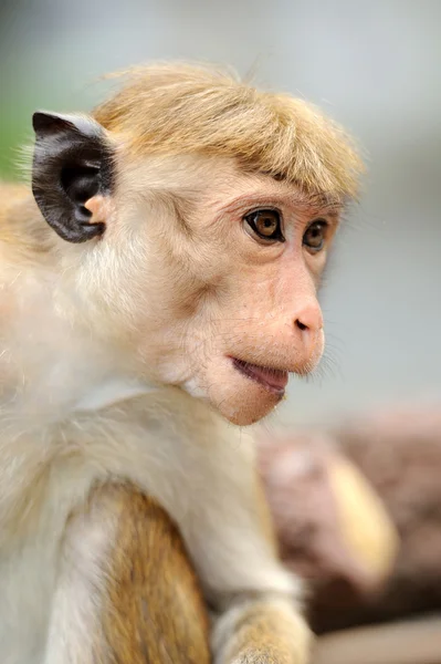 猴子的生活性质 — 图库照片